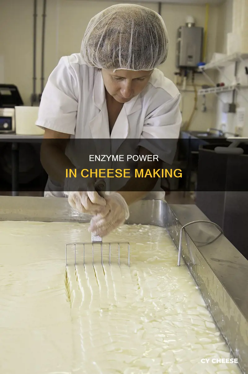 how are enzymes used in cheese making