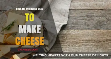 Microbes' Magical Role in Cheese Making