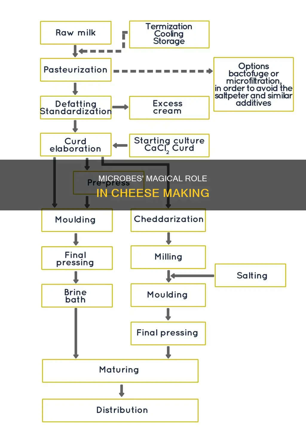 how are microbes used to make cheese