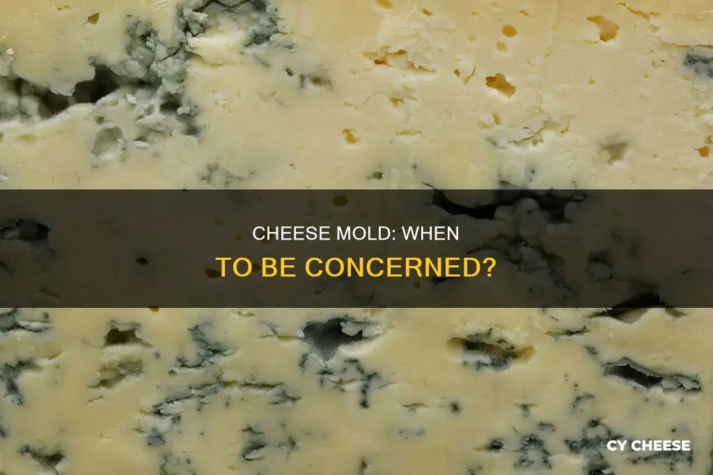 how bad is a little mold on cheese