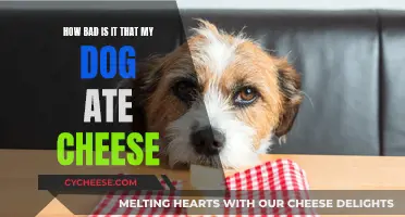 Is Cheese Safe for Dogs?