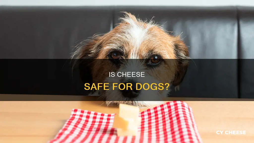 how bad is it that my dog ate cheese
