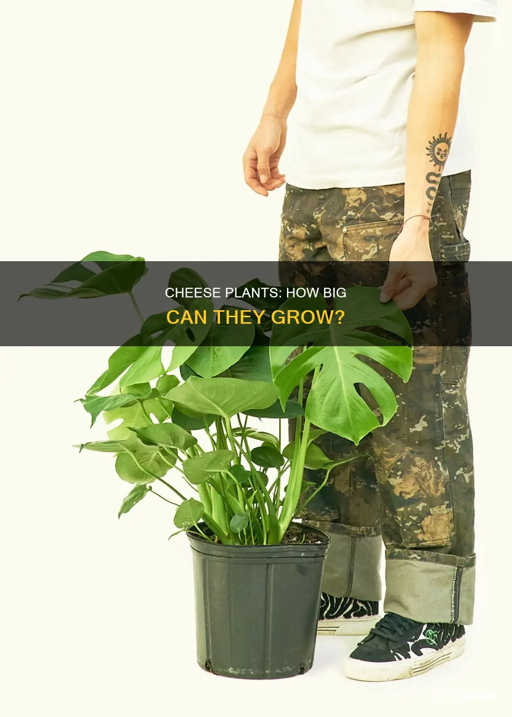how big do cheese plants get