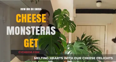 Monsteras' Swiss Cheese Delights: How Big Do They Grow?