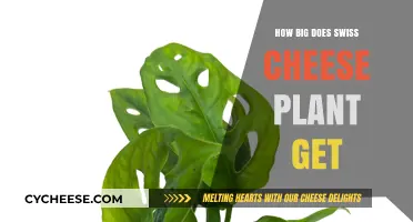 Swiss Cheese Plant: How Big Can They Grow?