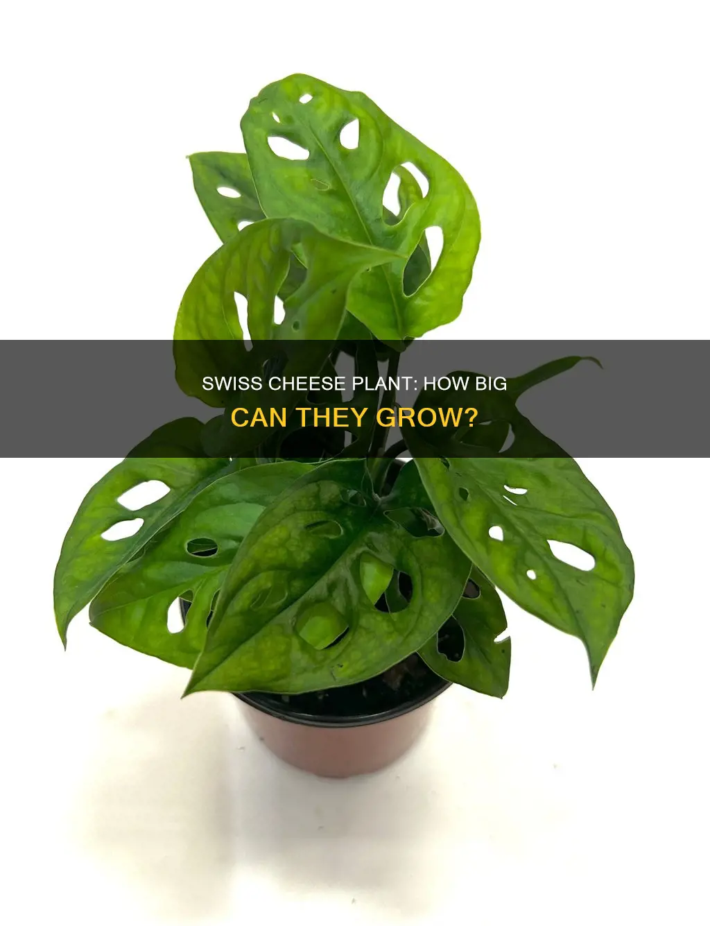 how big does swiss cheese plant get