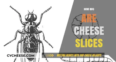 Are Cheese Slices Buggy? Uncovering the Truth About Insects in Cheese