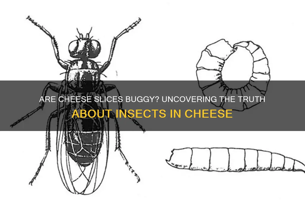 how bug are cheese slices