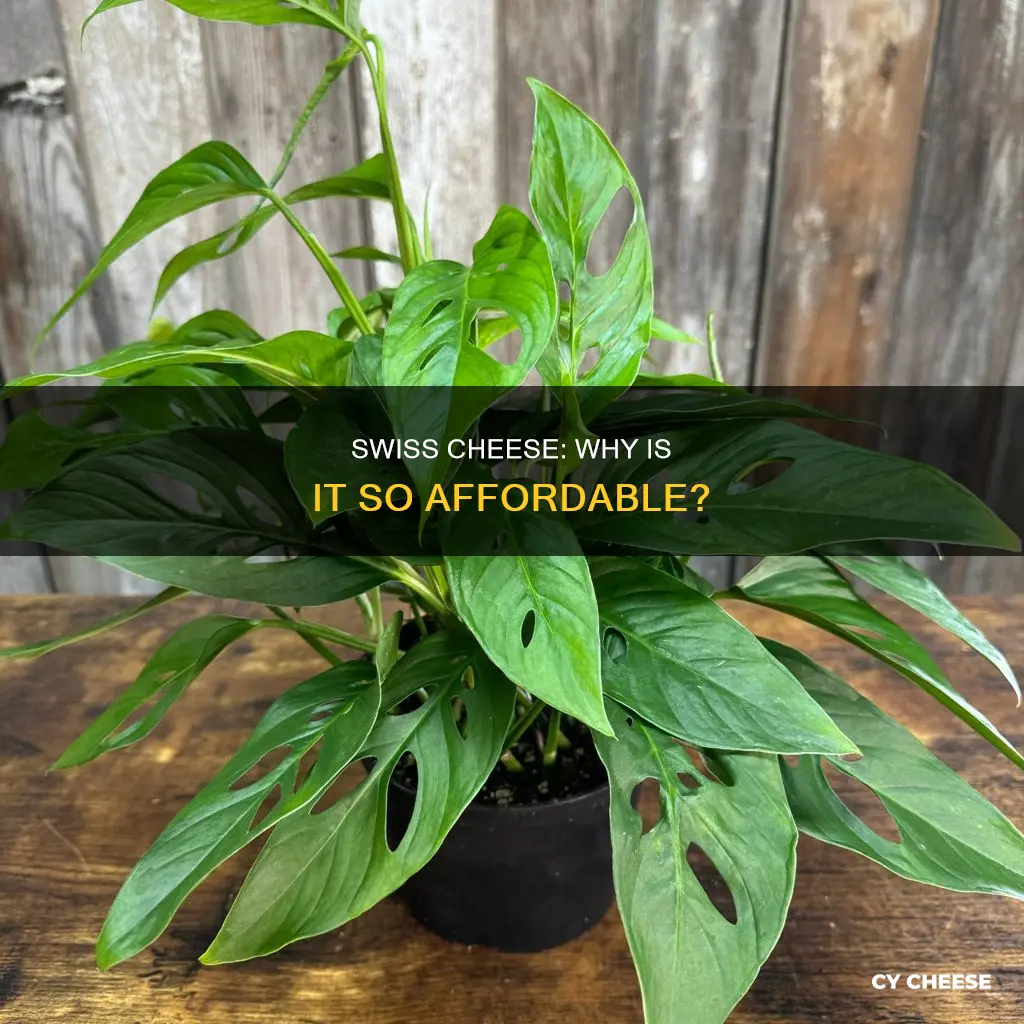 how cheap is swiss cheese