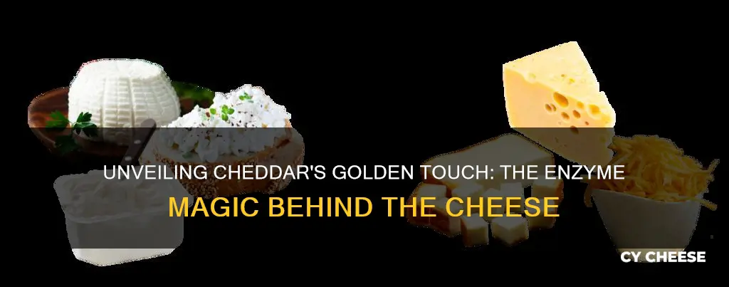 how cheddar cheese is made and enzymes involved