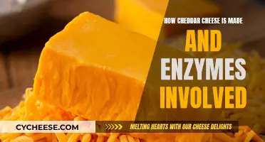Cheddar Cheese Crafting: Enzymatic Artistry