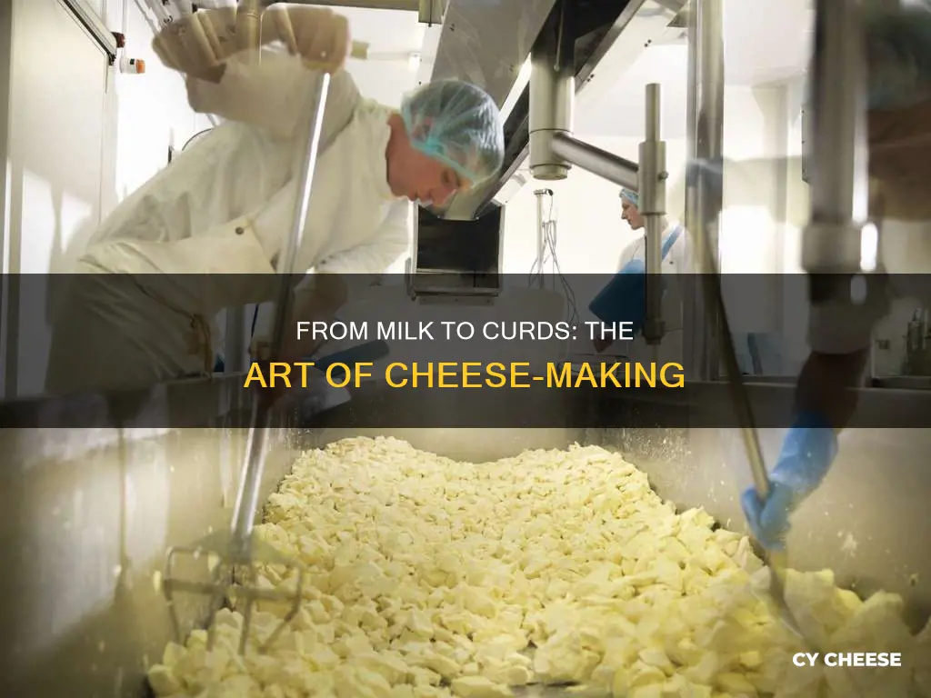 how cheese curds are made