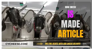 Cheese Making Process: From Milk to Deliciousness