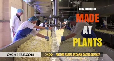 Unveiling the Art of Cheese-Making: A Plant-Based Journey