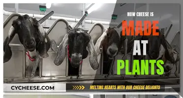 Cheese-making Process: From Milk to Maturity at Factories