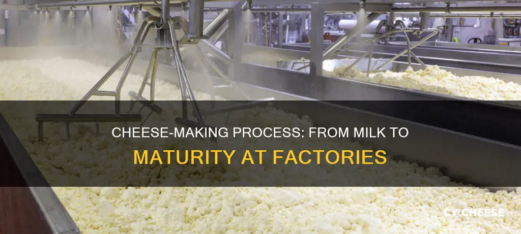 how cheese is made at plants