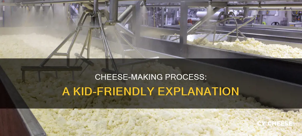 how cheese is made for kids