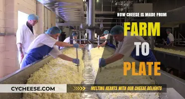 From Pasture to Plate: The Journey of Cheese