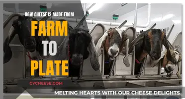 Cheese's Journey: From Farm to Table