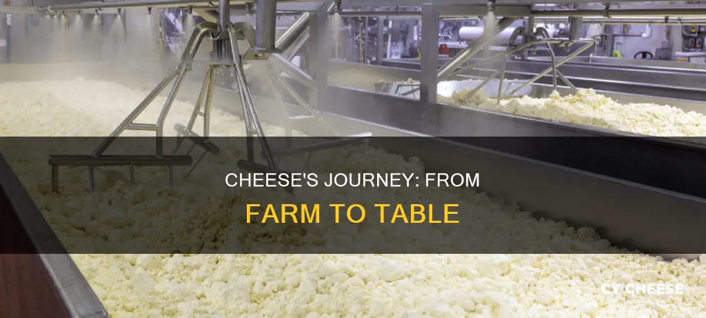 how cheese is made from farm to plate