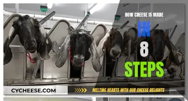 The Art of Cheese Making: An 8-Step Guide