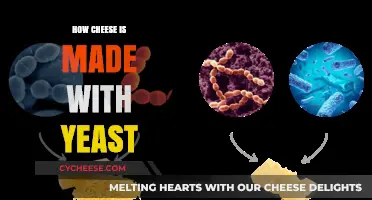 Uncovering the Magic: Yeast's Role in Cheesemaking