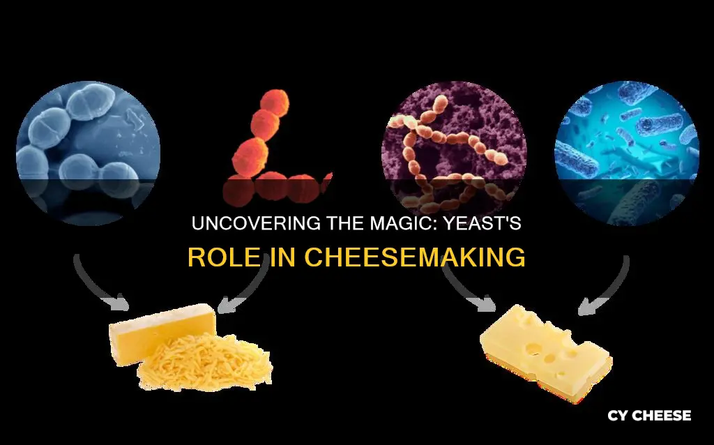 how cheese is made with yeast