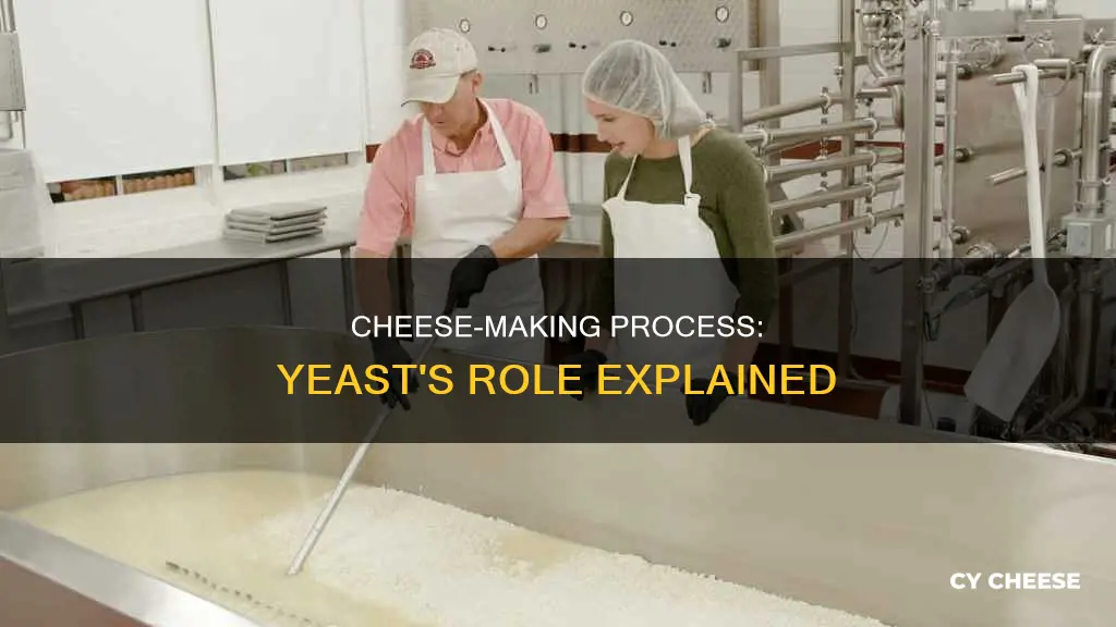 how cheese is made with yeast