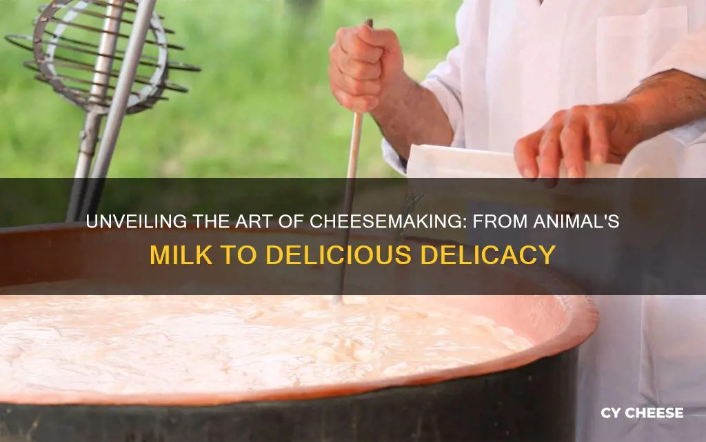 how cheese made from animals