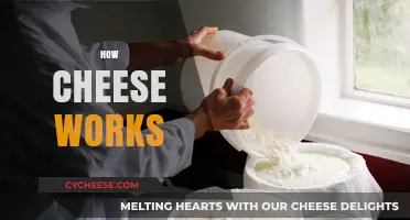 Understanding Cheese: Science, Culture, and Flavor Transformation Explained