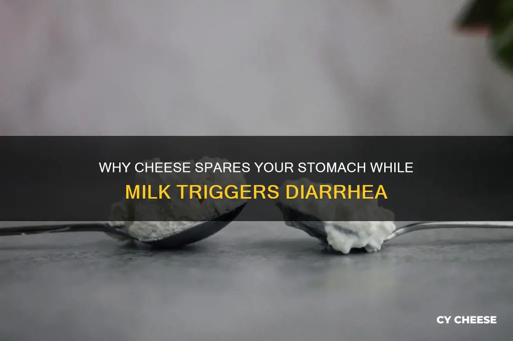 how come cheese doesnt cause diarrhea but milk does