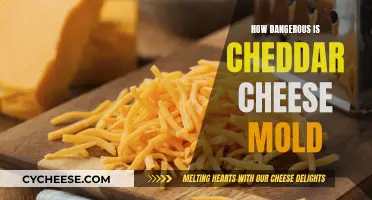 Cheddar Cheese Mold: A Dangerous Delicacy?