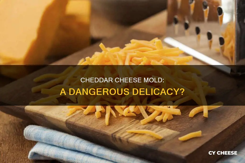how dangerous is cheddar cheese mold