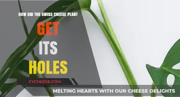 The Swiss Cheese Plant: Nature's Intriguing Design