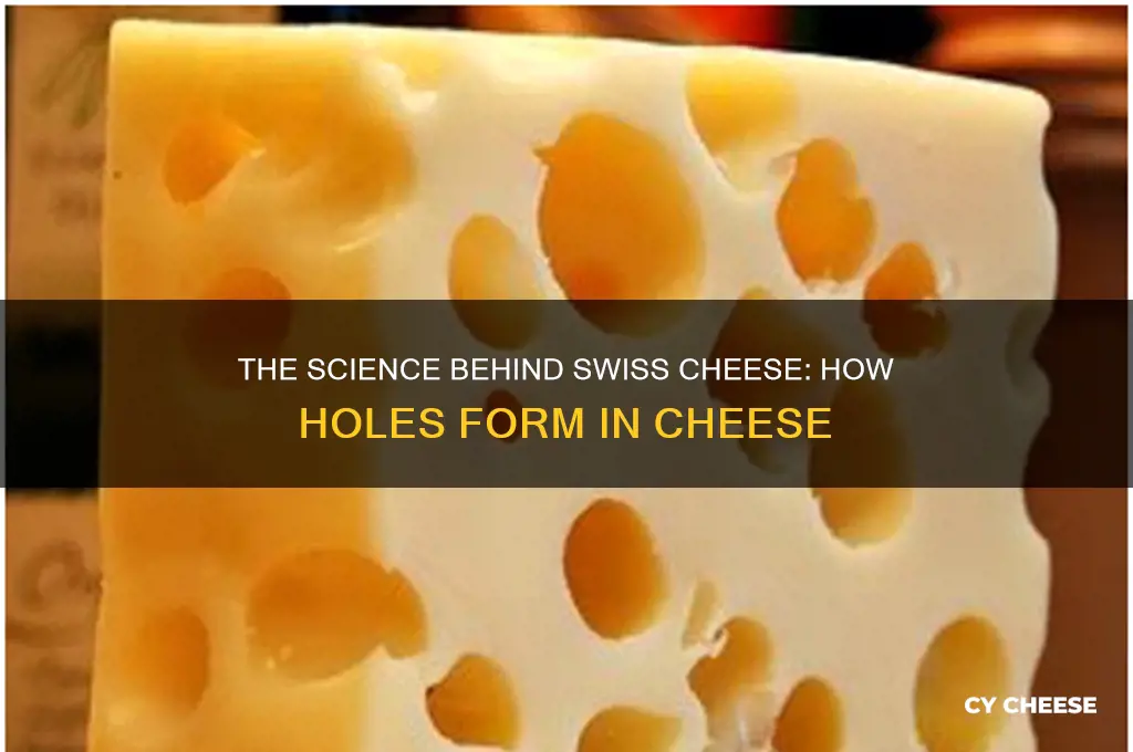 how do cheese have holes