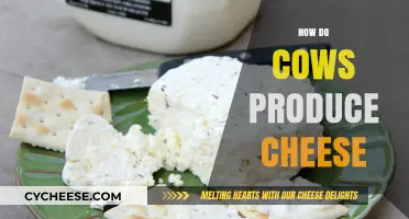 From Cow to Curd: The Cheese-Making Process Explained