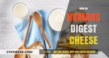 Unraveling the Digestive Journey: How Humans Break Down Cheese