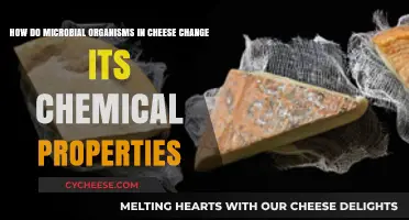 Microbial Magic: How Cheese Microbes Transform Flavor and Texture