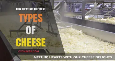 Crafting Cheeses: The Art of Curdling Milk