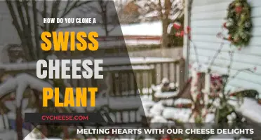 Propagating Swiss Cheese Plants: A Step-by-Step Guide
