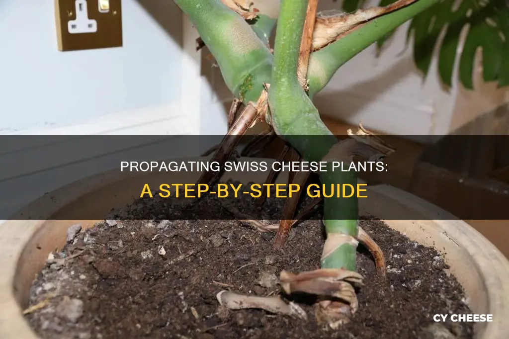 how do you clone a swiss cheese plant