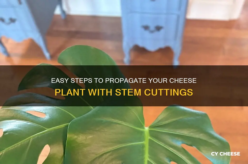 how do you take a cutting from a cheese plant
