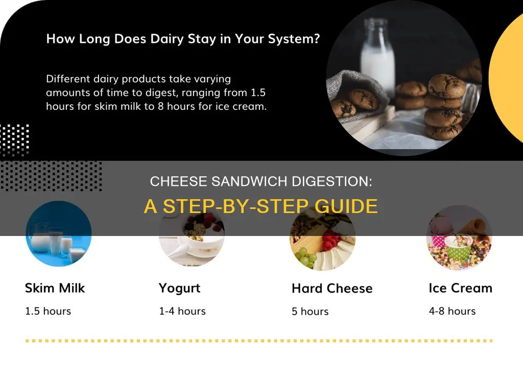 how does a cheese sandwich get digested