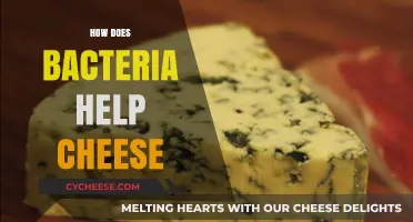 Bacterial Magic: How Microbes Transform Milk into Delicious Cheese