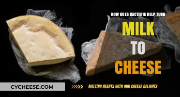 Bacterial Magic: Transforming Milk into Cheese Through Fermentation