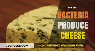From Bacteria to Brie: The Microbial Magic Behind Cheese Production