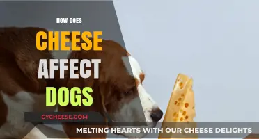 Can Dogs Eat Cheese? Health Effects and Safe Feeding Tips