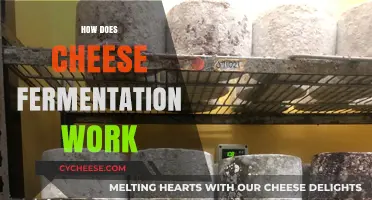 Unraveling the Science Behind Cheese Fermentation: A Tasty Transformation