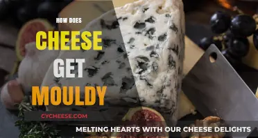 The Mouldy Mystery of Cheese