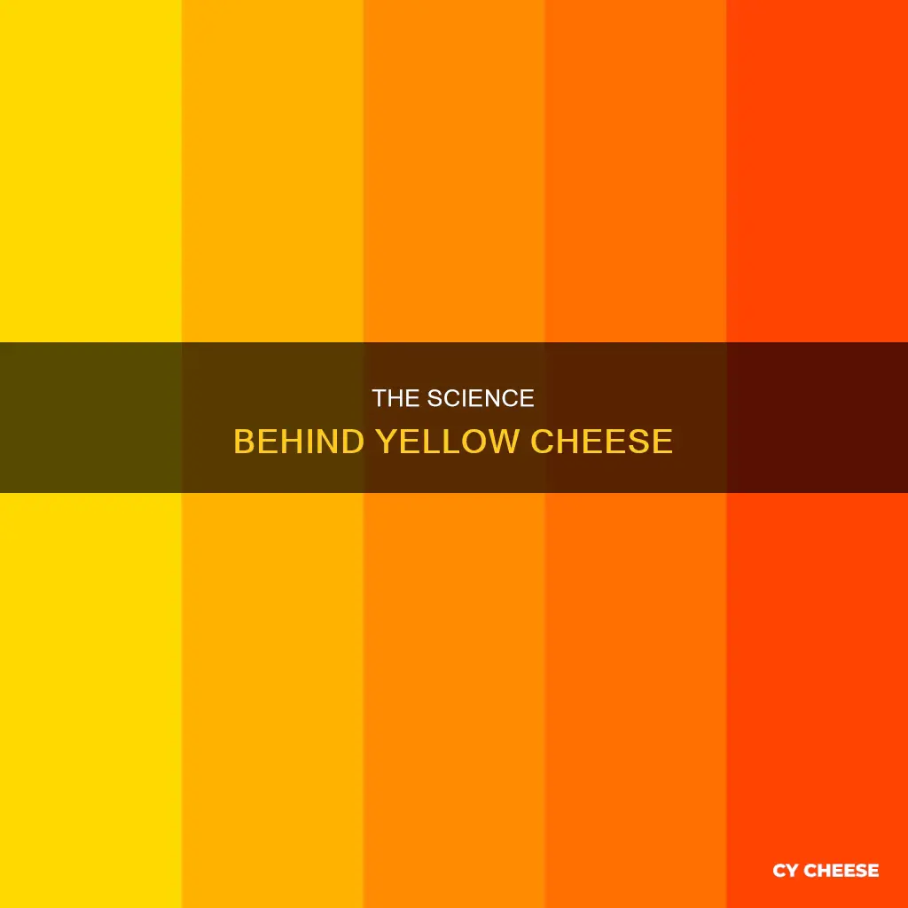 how does cheese get yellow